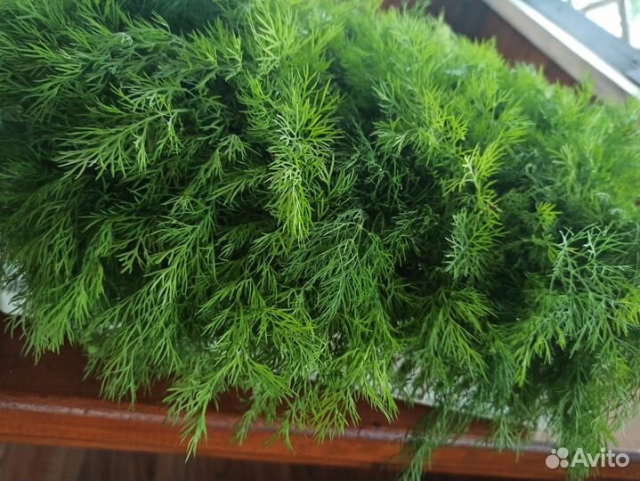 Лист салата, укроп