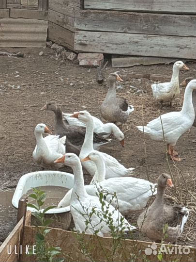 Гуси утки