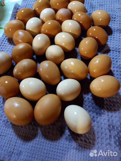 Домашние куриные яйца