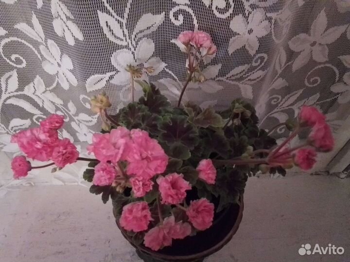 Пеларгония Odensjo Made in Sweden