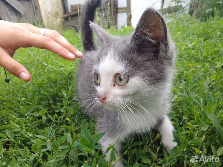 Котёнок в добрые руки