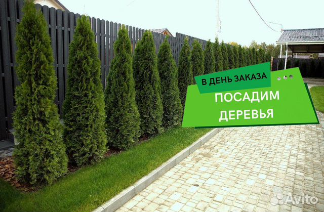Туи сортовые:Смарагд,Брабант,Колумна 1,2 м