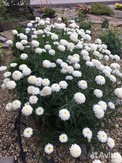 Ромашка рассада