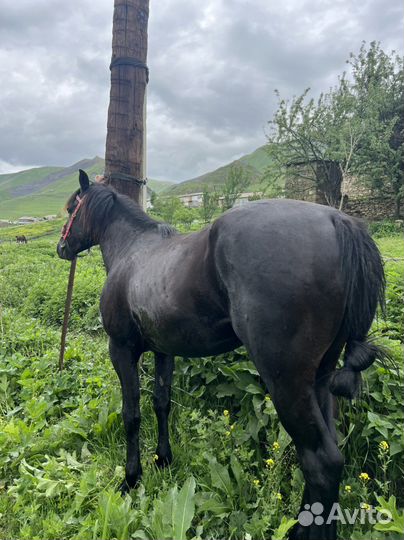 Лошадь -жеребец