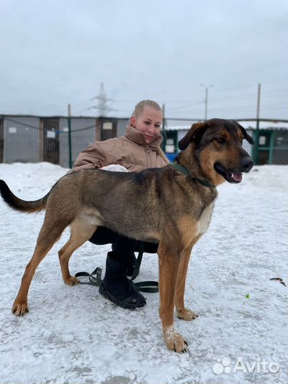 Приютский пёс станет верным другом