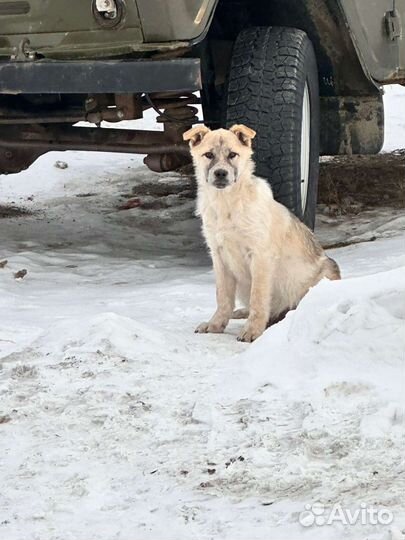 Щеночек ищет дом