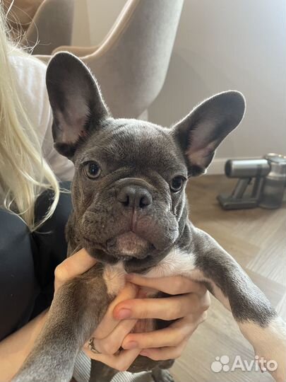 Щенок французского бульдога