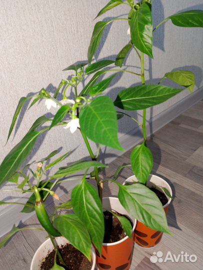 Перец острый астраханский