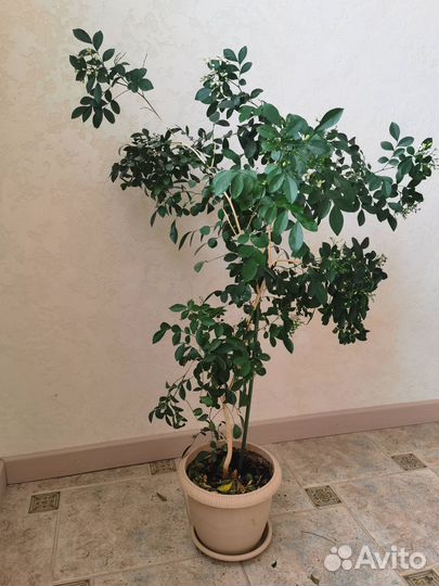 Комнатное растение Мурайя метельчатая карликовая