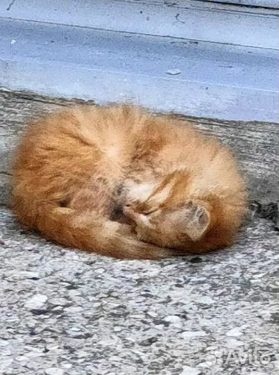 Отдам рыжего котенка в добрые руки
