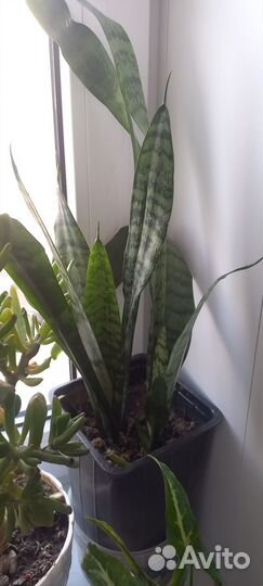 Тещин язык,2 вида