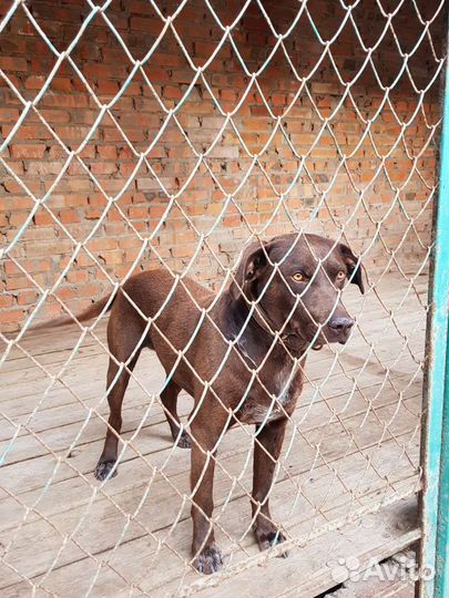 Гостиница для собак