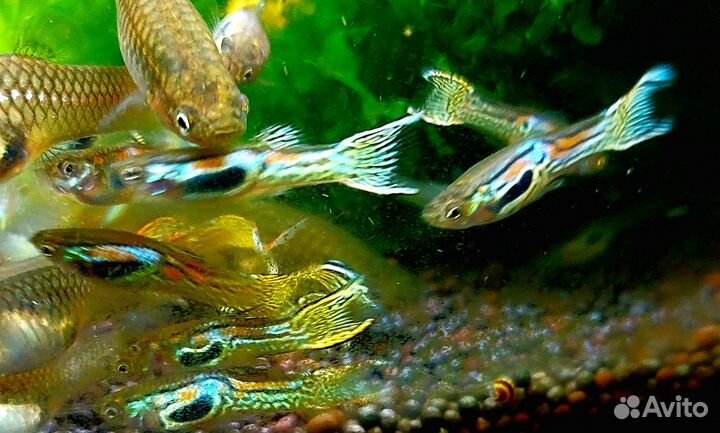 Гуппи Эндлера Кобра, Коридорас Пигмей