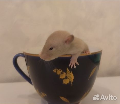 Крыса дамбо