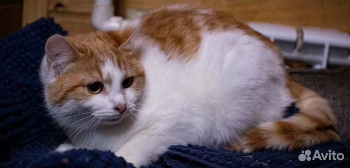 Кошка ждет любящий дом