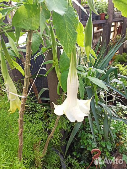 Продам цветы