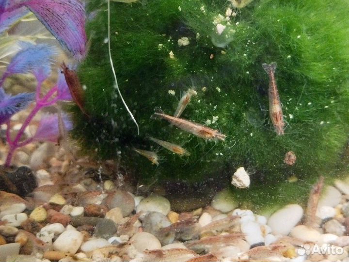 Аквариумные креветки