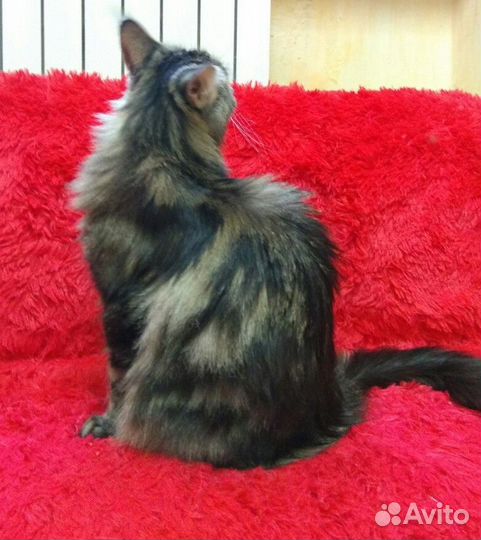 Мэйн кун кошка