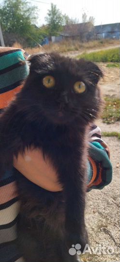 Вислоухие котята в добрые руки