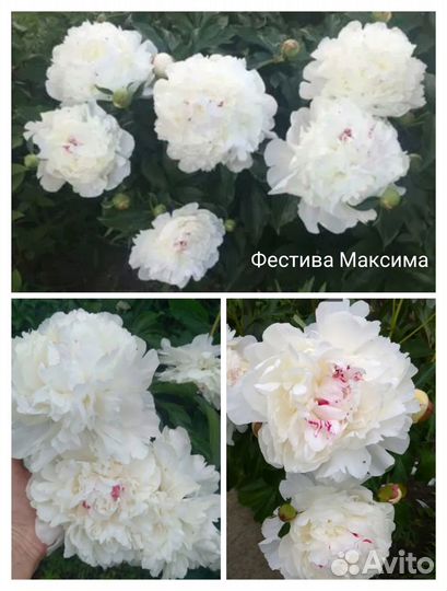 Пионы корни сортовые