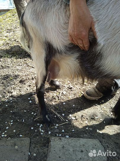 Козы дойные