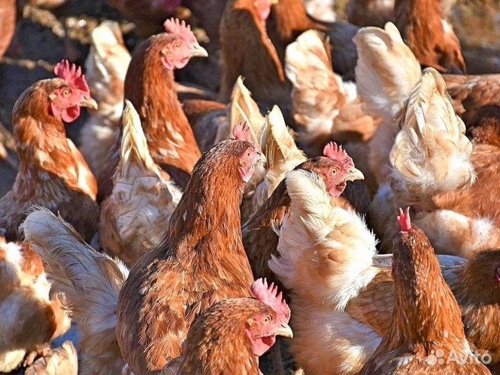 Куры несушки Кросс Коралл порода