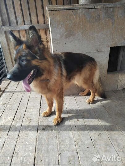 Немецкая овчарка длинношерстная