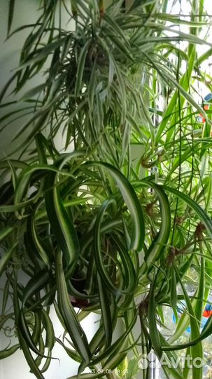 Цветы для дома