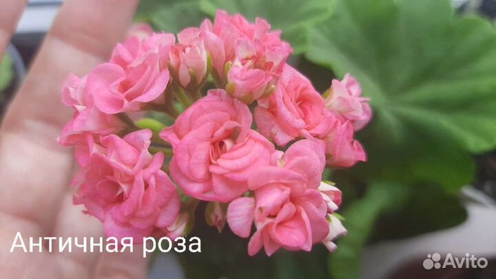 Пеларгония герань