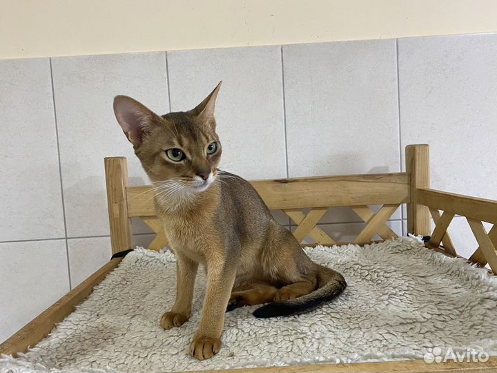 Абиссинский котик Ариан