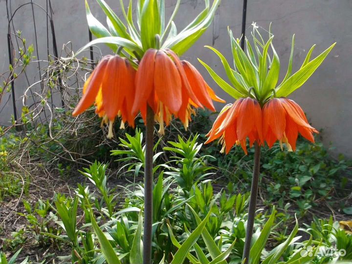 Цветы Многолетники. Более 45 Видов