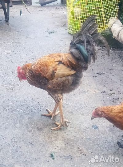 Молодые петушки 6 мес