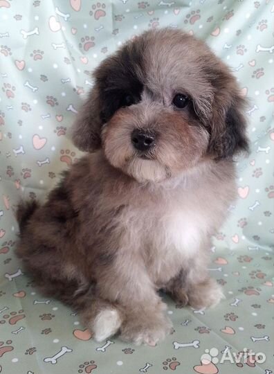 Бишпу мраморный