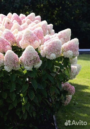 Гортензия Саммер Лав и Саммер Сноу и другие