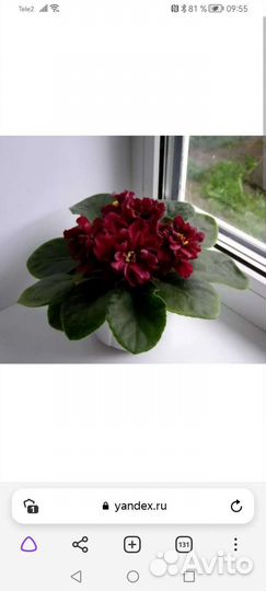 Детки и листики сортовых фиалок