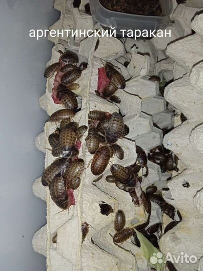 Кормовые насекомые - сверчки, тараканы, зофобос