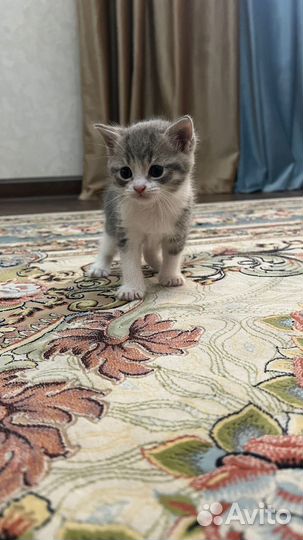 Котята бесплатно