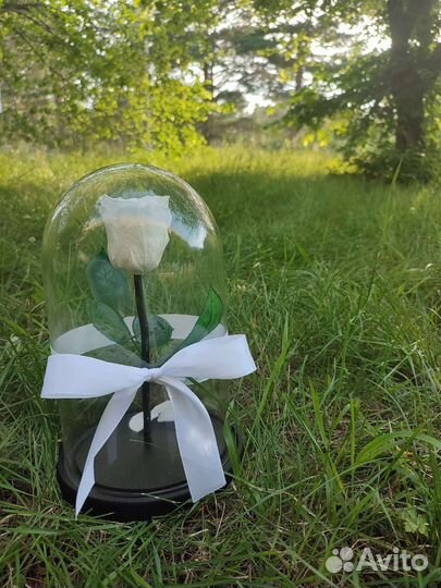 Роза в колбе