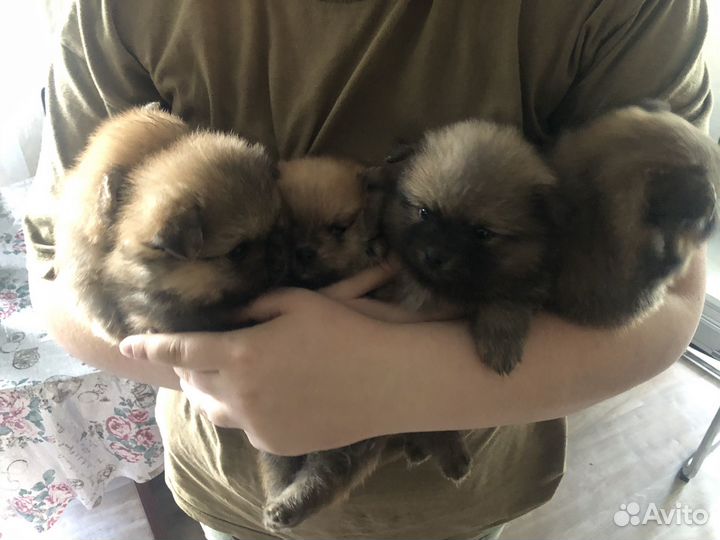 Померанский шпиц