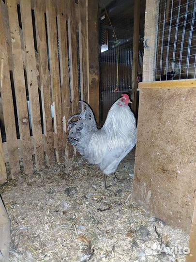 Амераукана петух 1,5года