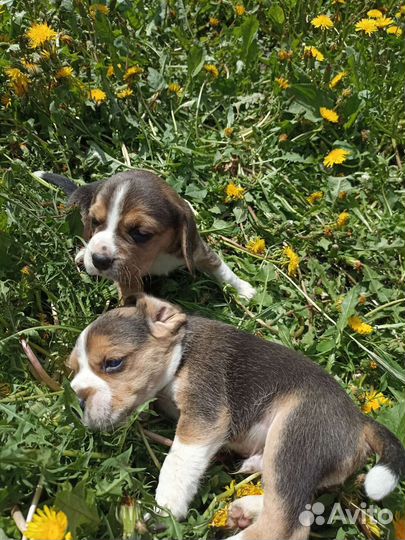 Щенки бигль