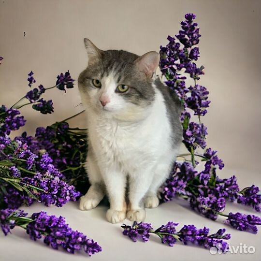 Ну очень ласковый кот
