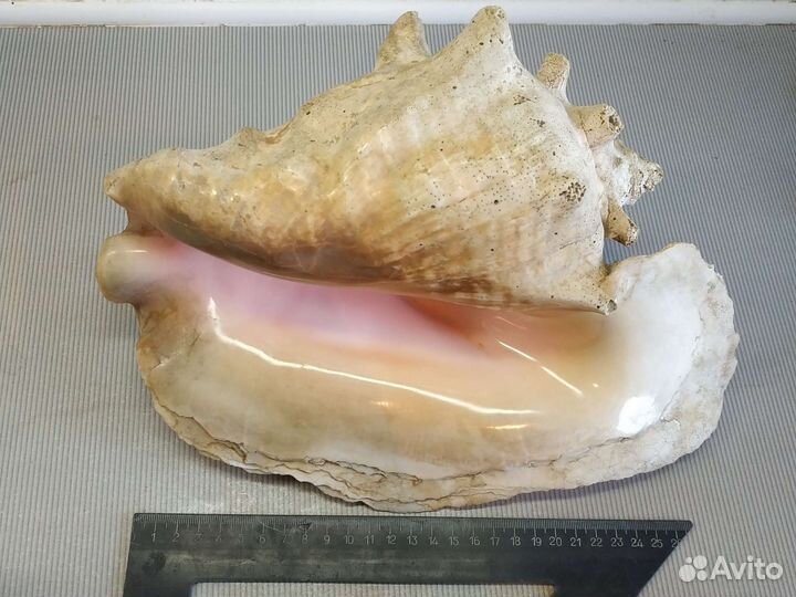 Морские раковины