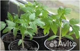 Принимаю заказы на рассаду овощей