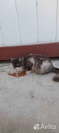 Кот в добрые руки