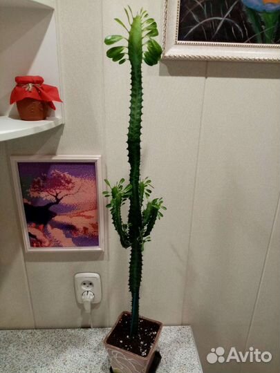 Молочай трехгранный