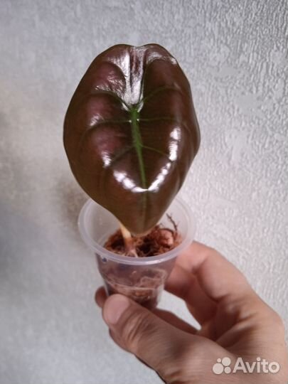 Алоказия купрея