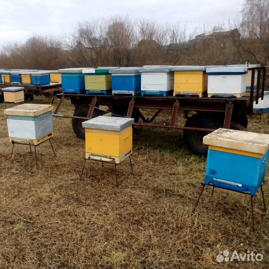 Рамка сушь для пчел