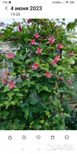 Клематис принцесса Диана