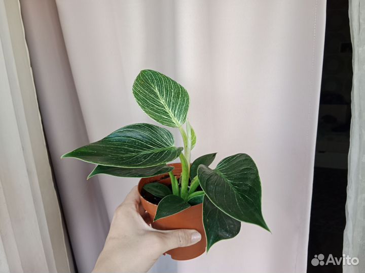 Филодендрон Биркин